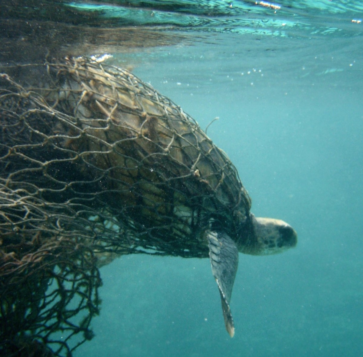 Šesté vymírání druhů